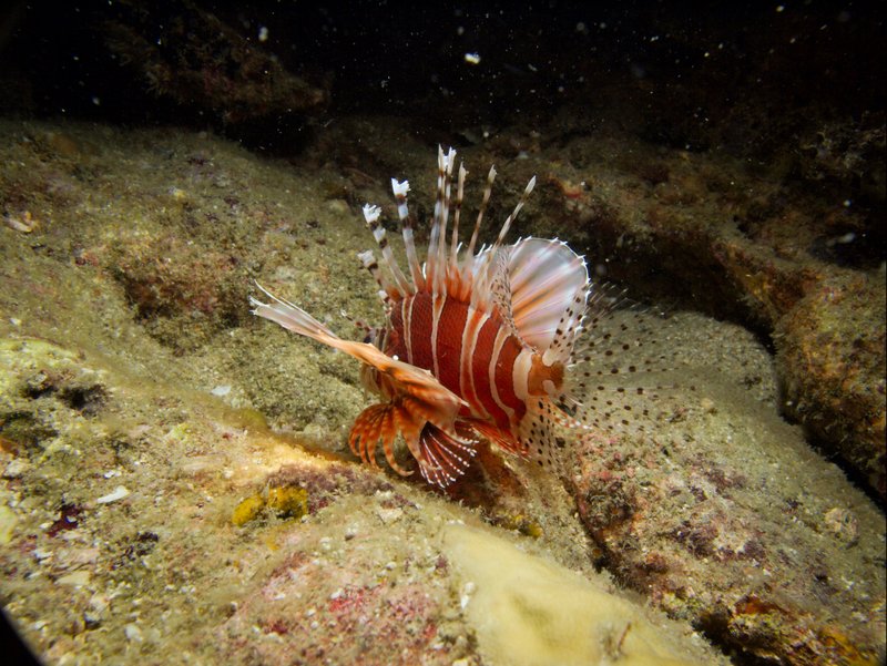 Lion Fish